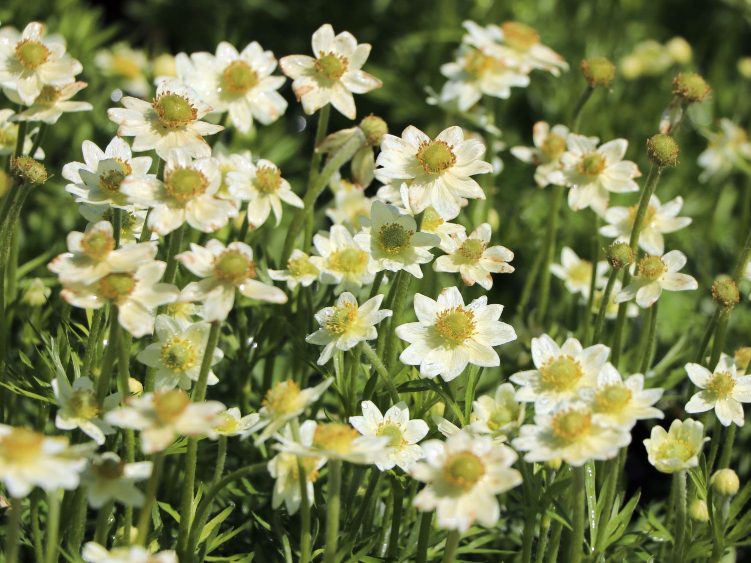 Anemone de toamnă - Anemone multifida ‘Annabella White’