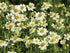 Anemone de toamnă - Anemone multifida ‘Annabella White’