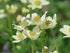 Anemone de toamnă - Anemone multifida ‘Annabella White’