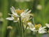 Anemone de toamnă - Anemone multifida ‘Annabella White’
