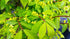 Fus înaripat - Euonymus alatus - DocaPerene