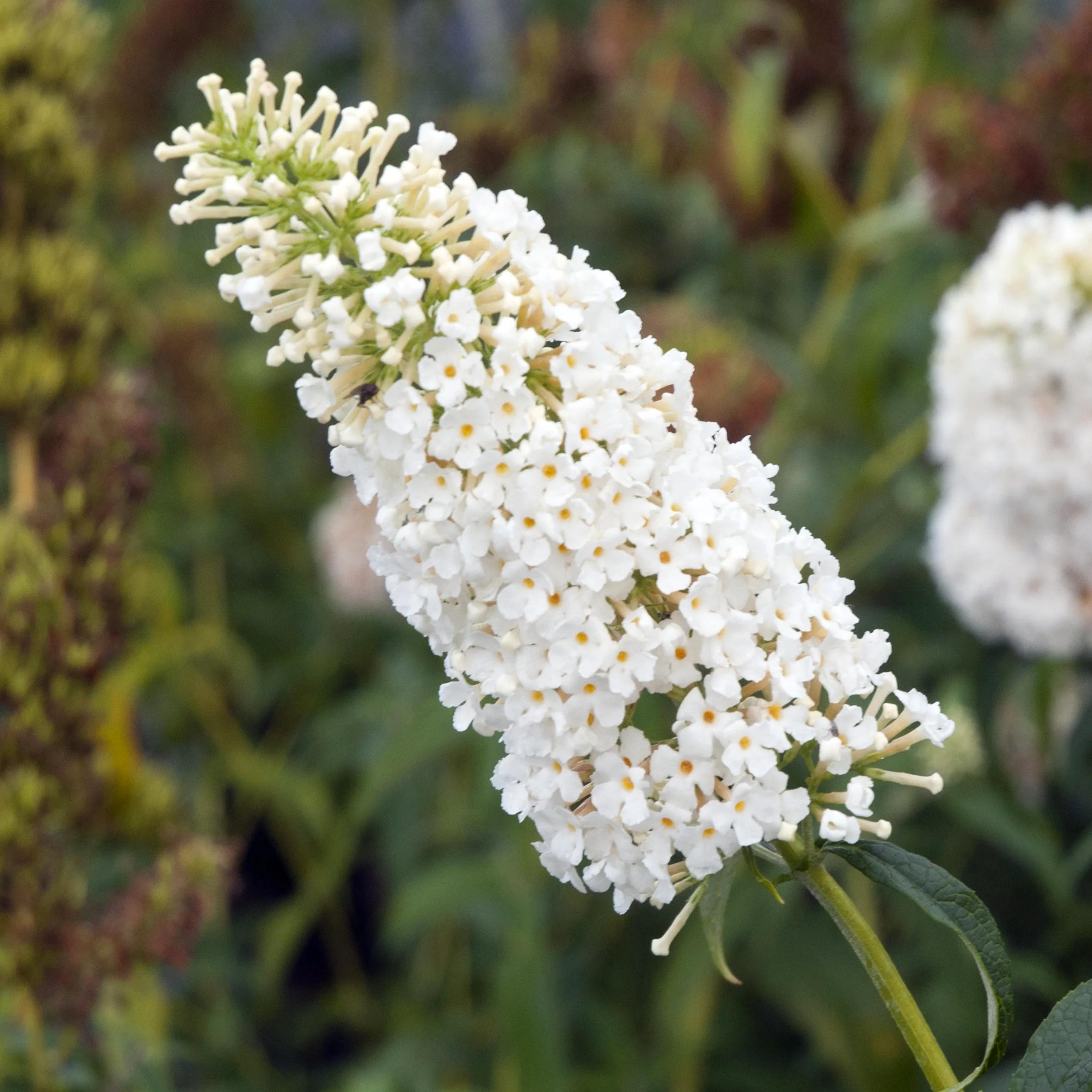 Liliac de vară compact - Buddleja davidii Chrysalis™ ‘White’