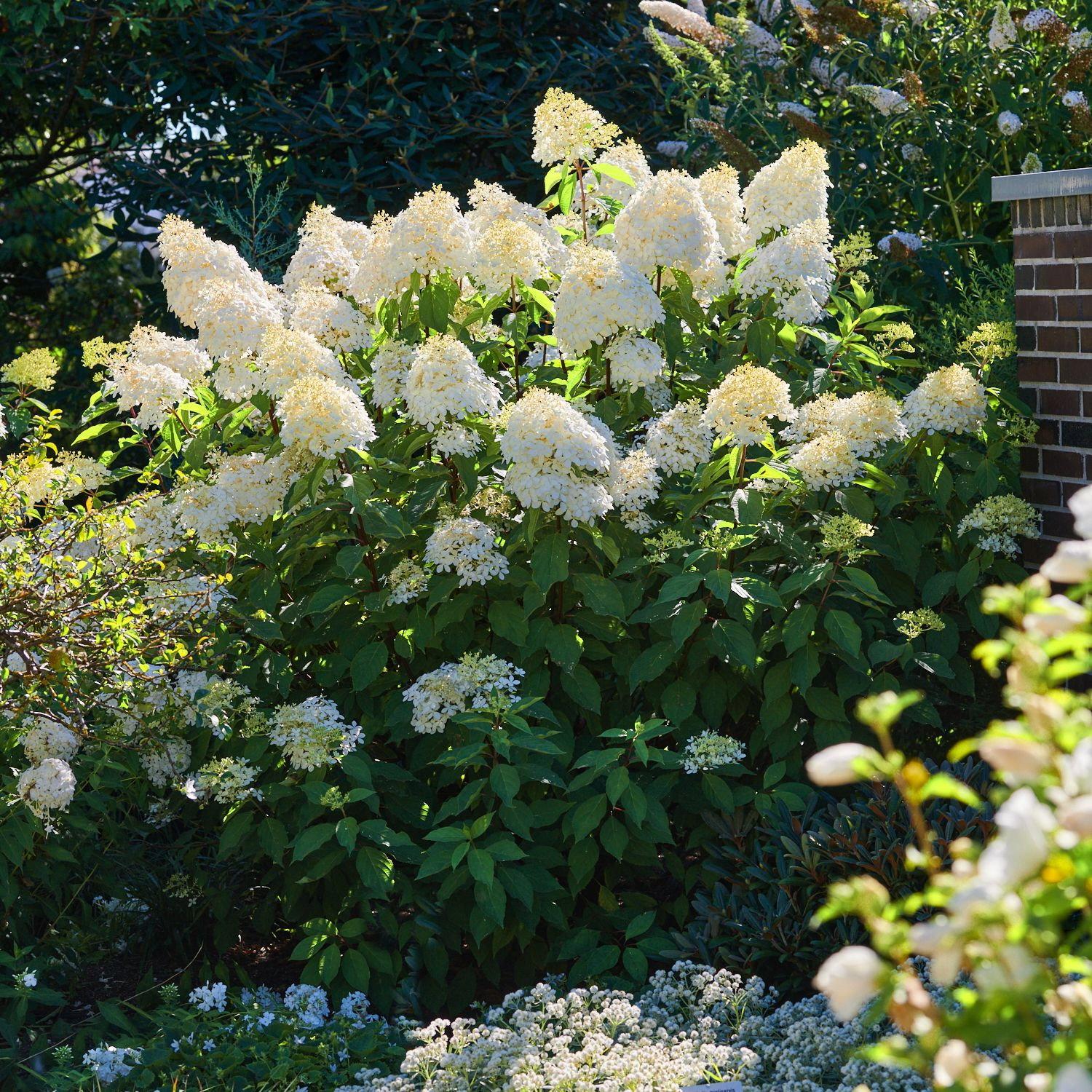 Hortensie 'Phantom' - Hydrangea Paniculata Phantom