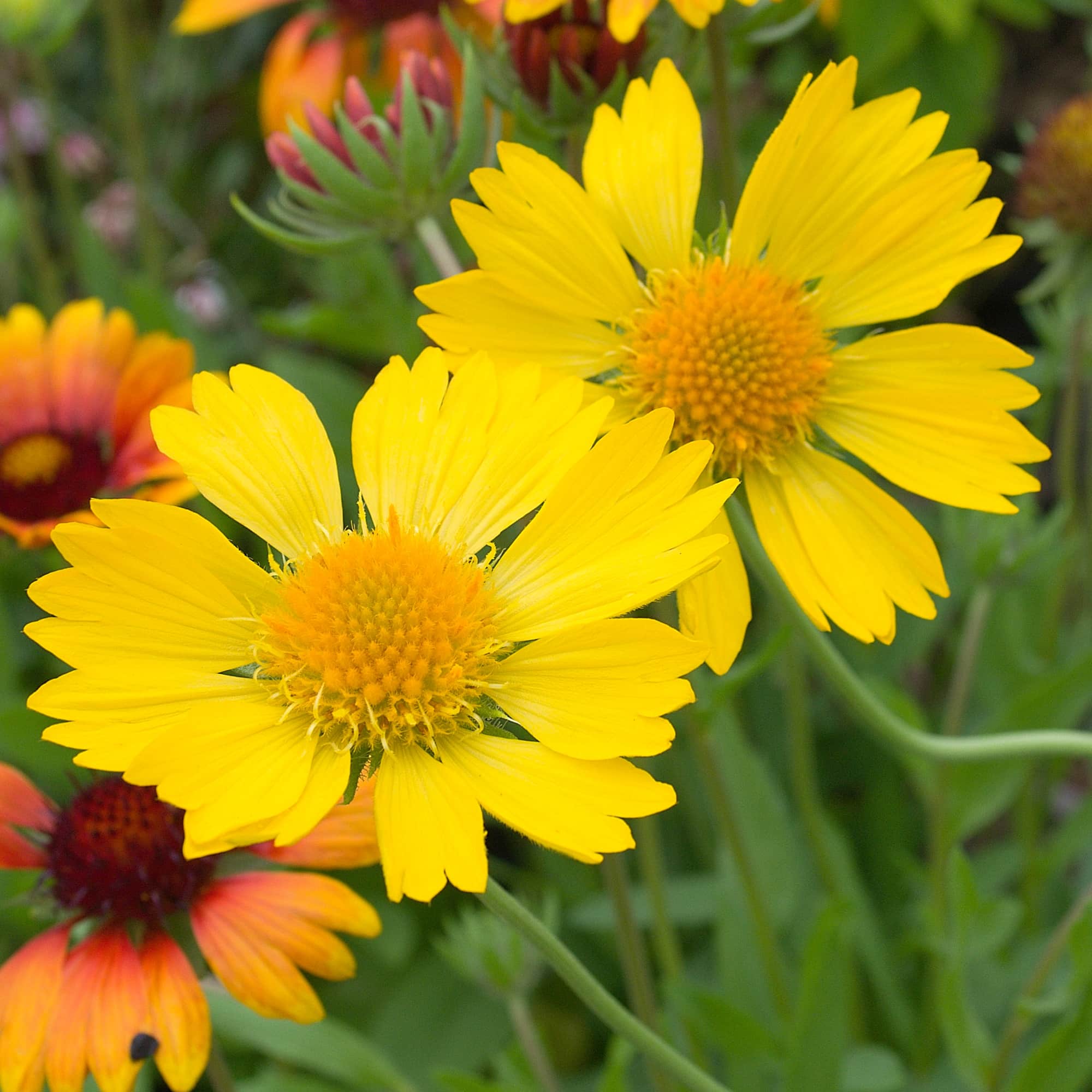 Fluturei - Gaillardia Mesa™ ‘Yellow’