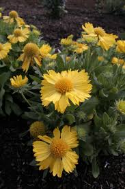 Fluturei - Gaillardia Mesa™ ‘Yellow’