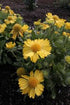 Fluturei - Gaillardia Mesa™ ‘Yellow’