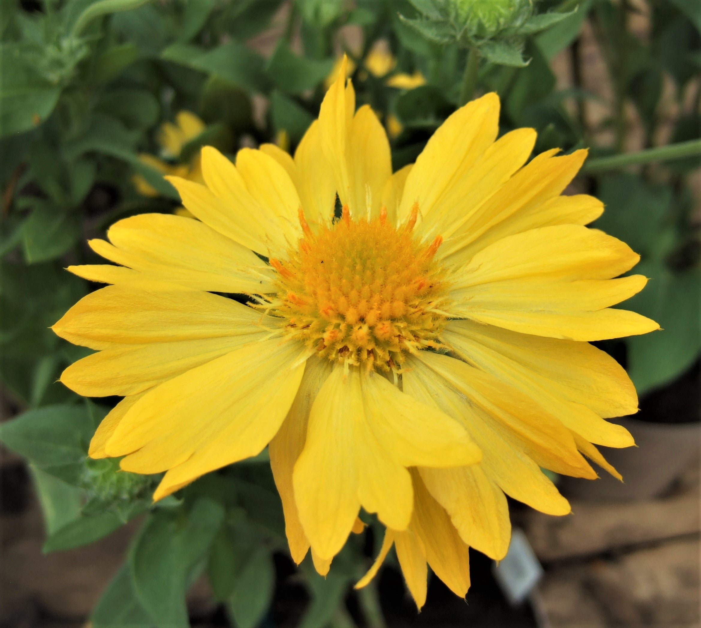 Fluturei - Gaillardia Mesa™ ‘Yellow’