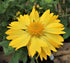 Fluturei - Gaillardia Mesa™ ‘Yellow’