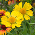 Fluturei - Gaillardia Mesa™ ‘Yellow’