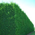 Gard viu Chiparosol Leyland - Cupressocyparis leylandii 'Green Rocket' - DocaPerene