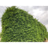 Gard viu Chiparosol Leyland - Cupressocyparis leylandii 'Green Rocket' - DocaPerene