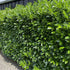Gard viu Laur Englezesc - Prunus Laurocerasus 'Novita' - DocaPerene