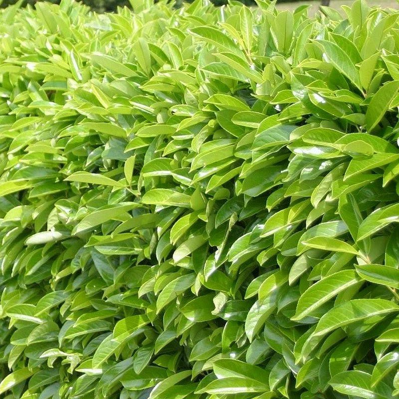 Gard viu Laur Englezesc - Prunus Laurocerasus 'Novita' - DocaPerene