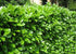 Gard viu Laur Englezesc - Prunus Laurocerasus 'Novita' - DocaPerene