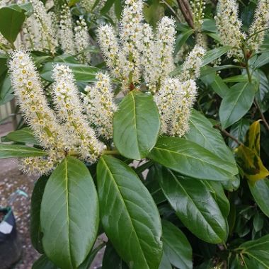 Gard viu Laur Englezesc - Prunus Laurocerasus 'Novita' - DocaPerene