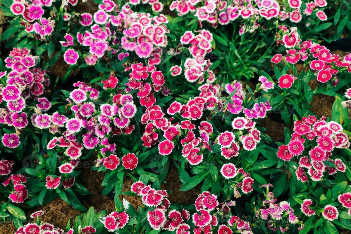 Garofița turcească mixt - Dianthus barbatus mixt - DocaPerene