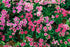 Garofița turcească mixt - Dianthus barbatus mixt - DocaPerene