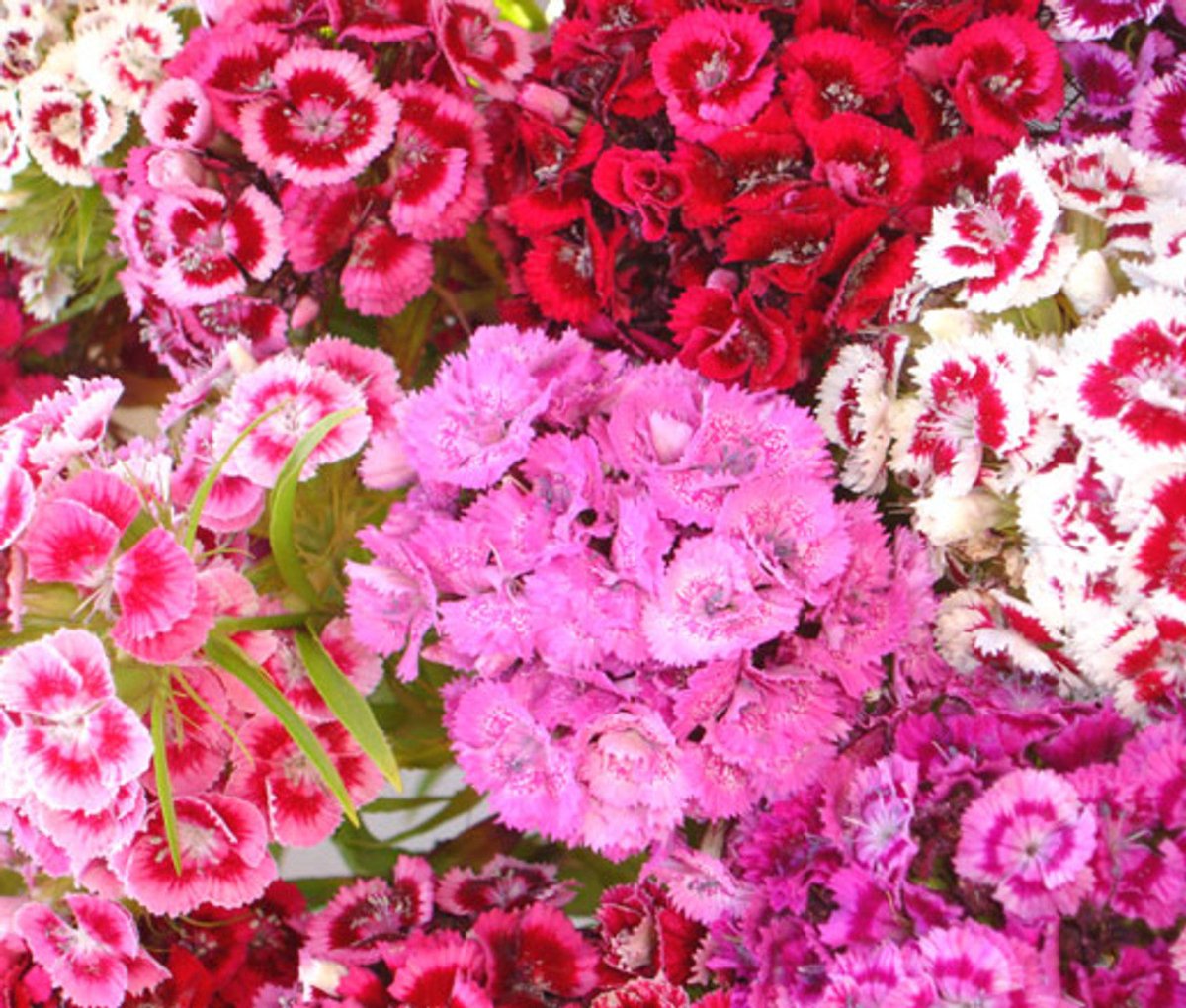 Garofița turcească mixt - Dianthus barbatus mixt - DocaPerene