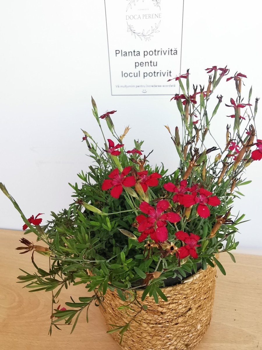 Garofițe de stâncă - Dianthus deltoides Brilliant - DocaPerene