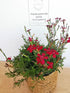 Garofițe de stâncă - Dianthus deltoides Brilliant - DocaPerene