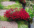 Garofițe de stâncă - Dianthus deltoides Brilliant - DocaPerene