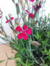 Garofițe de stâncă - Dianthus deltoides Brilliant - DocaPerene
