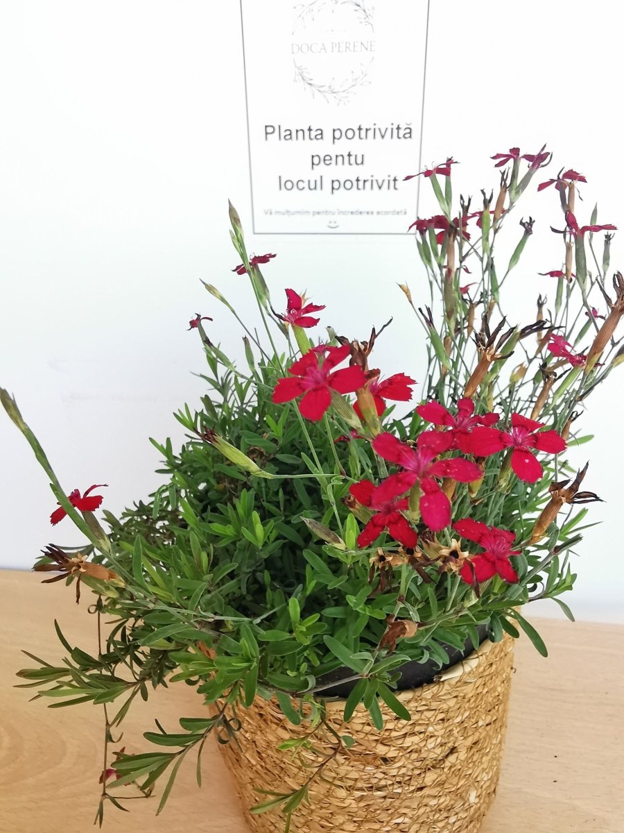 Garofițe de stâncă - Dianthus deltoides Brilliant - DocaPerene