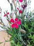 Garofițe de stâncă - Dianthus deltoides Brilliant - DocaPerene