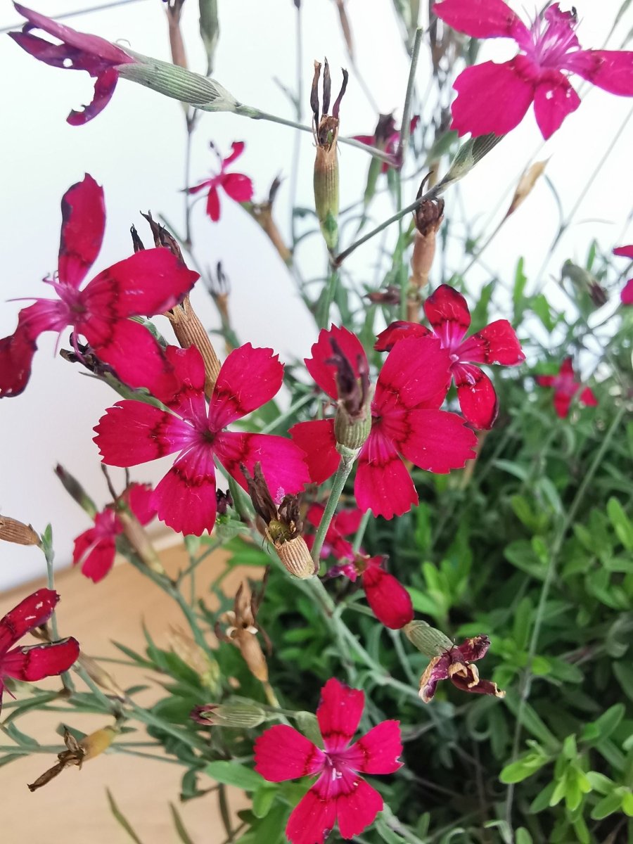 Garofițe de stâncă - Dianthus deltoides Brilliant - DocaPerene