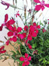 Garofițe de stâncă - Dianthus deltoides Brilliant - DocaPerene