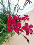 Garofițe de stâncă - Dianthus deltoides Brilliant - DocaPerene