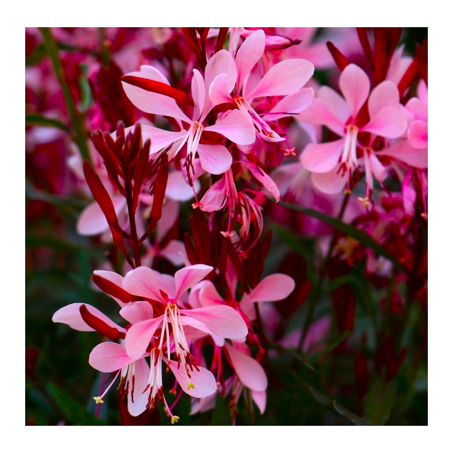 Floarea albinei - Gaura lindheimeri 'Graceful Pink'