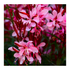 Floarea albinei - Gaura lindheimeri 'Graceful Pink'