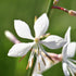 Floarea albinei - Gaura lindheimeri Ellura White