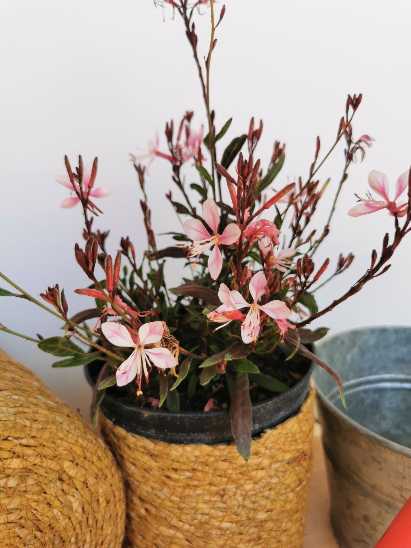 Floarea albinei - Gaura lindheimeri 'Siskiyou Pink