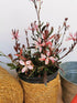 Floarea albinei - Gaura lindheimeri 'Siskiyou Pink