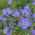 Ciocului-berzei - Geranium  pratense 'Blue Lagoon'