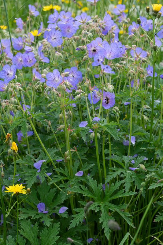 Ciocului-berzei - Geranium  pratense 'Blue Lagoon'