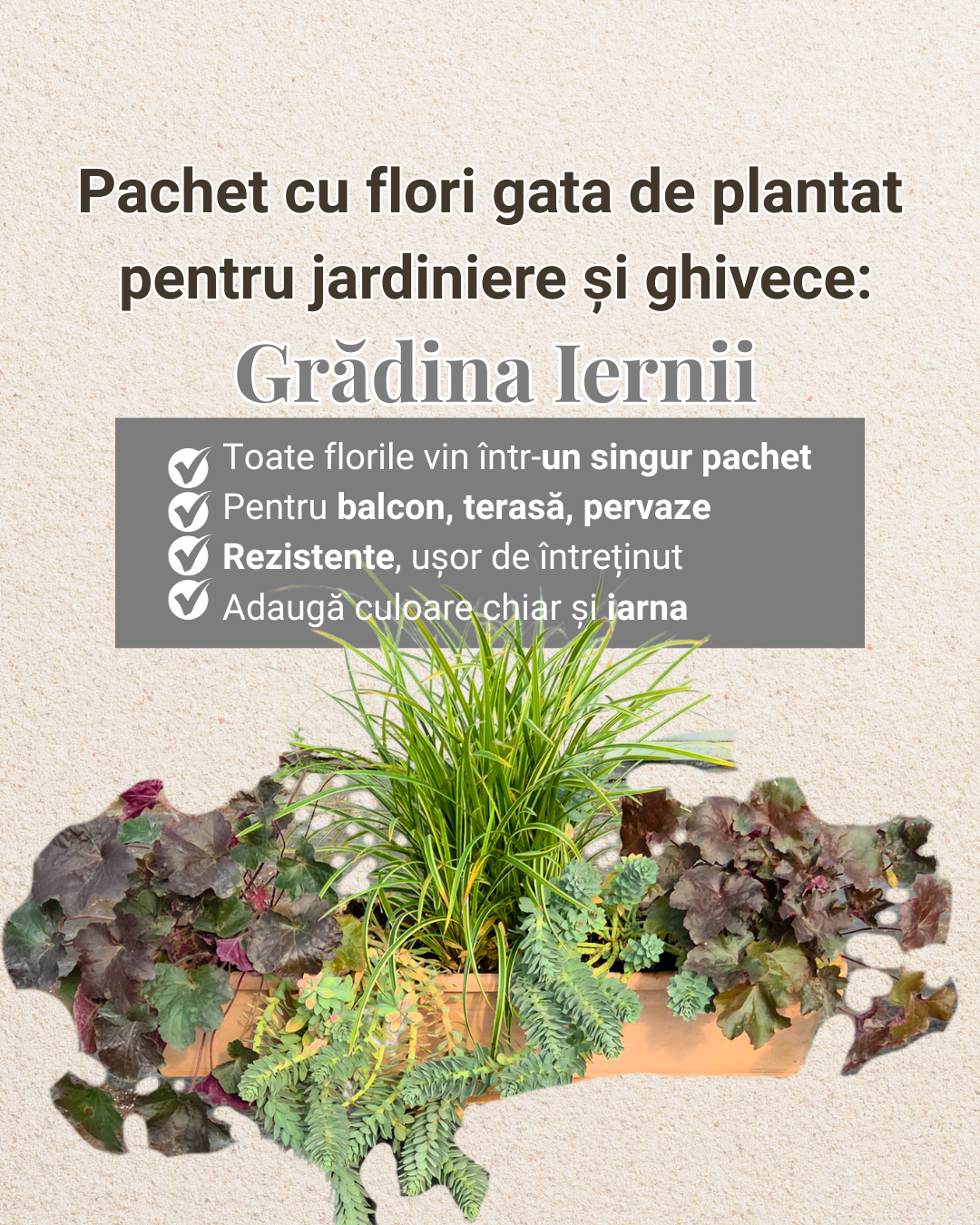 Grădina iernii - pachet de perene ptr jardiniere