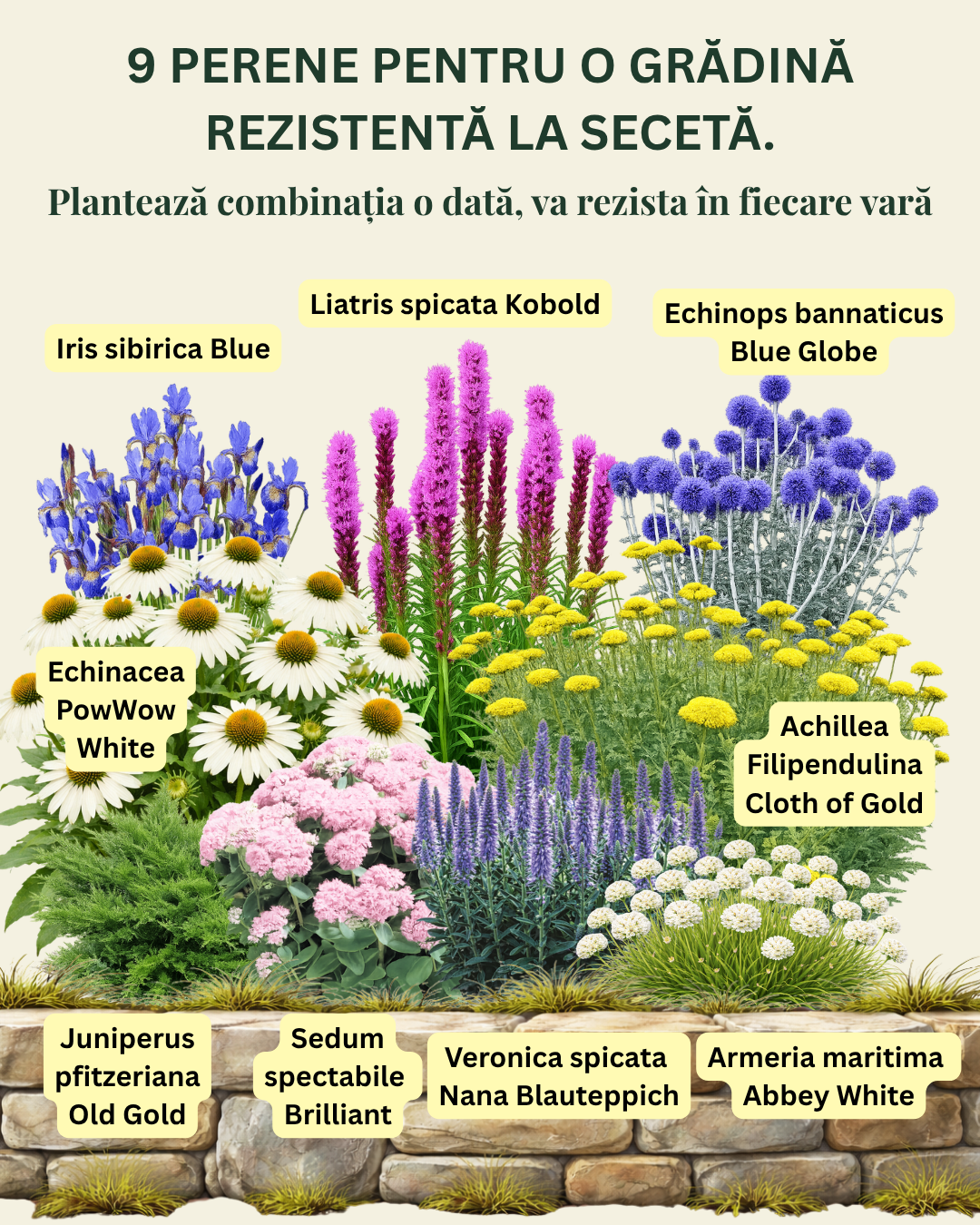 Mix cu perene rezistente la SECETĂ