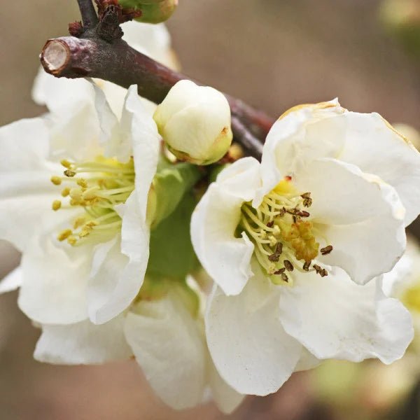 Gutui japonez alb - Chaenomeles speciosa Nivalis - DocaPerene