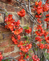 Gutui japonez portocaliu - Chaenomeles superba 'Orange Trail' - DocaPerene