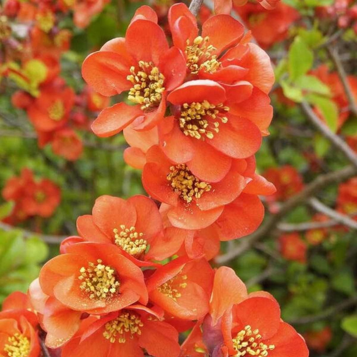 Gutui japonez portocaliu - Chaenomeles superba 'Orange Trail' - DocaPerene