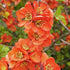 Gutui japonez portocaliu - Chaenomeles superba 'Orange Trail' - DocaPerene