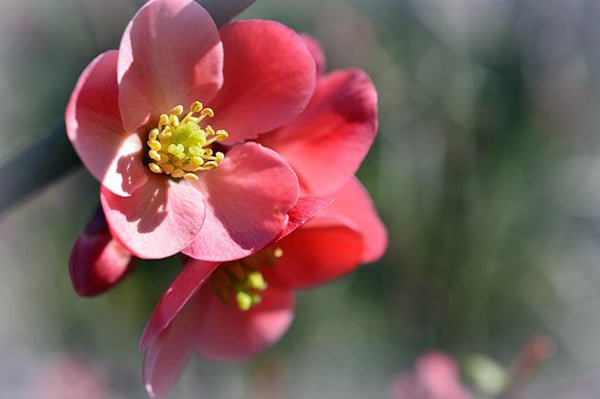 Gutui japonez roșu - Chaenomeles sp. Red Hybrid - DocaPerene