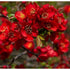 Gutui japonez roșu - Chaenomeles superba 'Red Trail' - DocaPerene