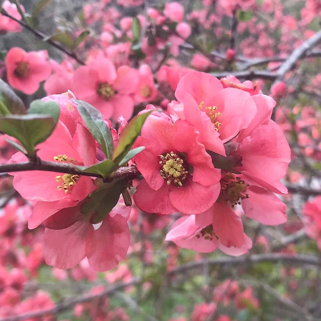 Gutui japonez roz - Chaenomeles superba 'Pink Lady' - DocaPerene