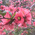 Gutui japonez roz - Chaenomeles superba 'Pink Lady' - DocaPerene