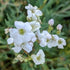 Floarea miresei târâtor - Gypsophila repens Filou White