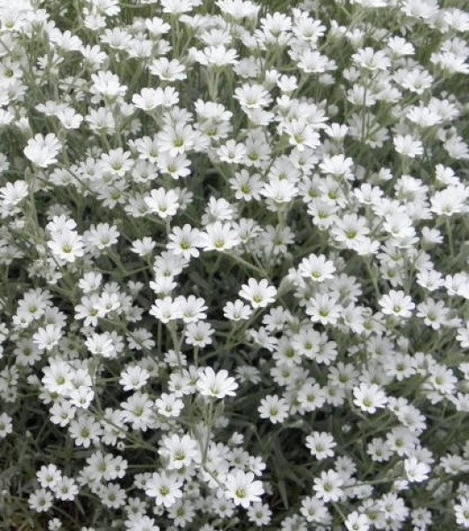 Floarea miresei târâtor - Gypsophila repens Filou White